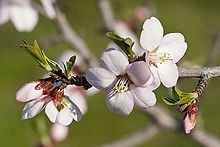 220px-Almond_blossom02_aug_2007[1]